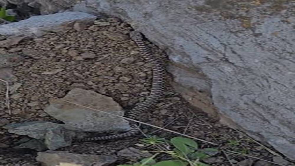 Elazığ’da zehirli kocabaş yılanı görüntülendi
