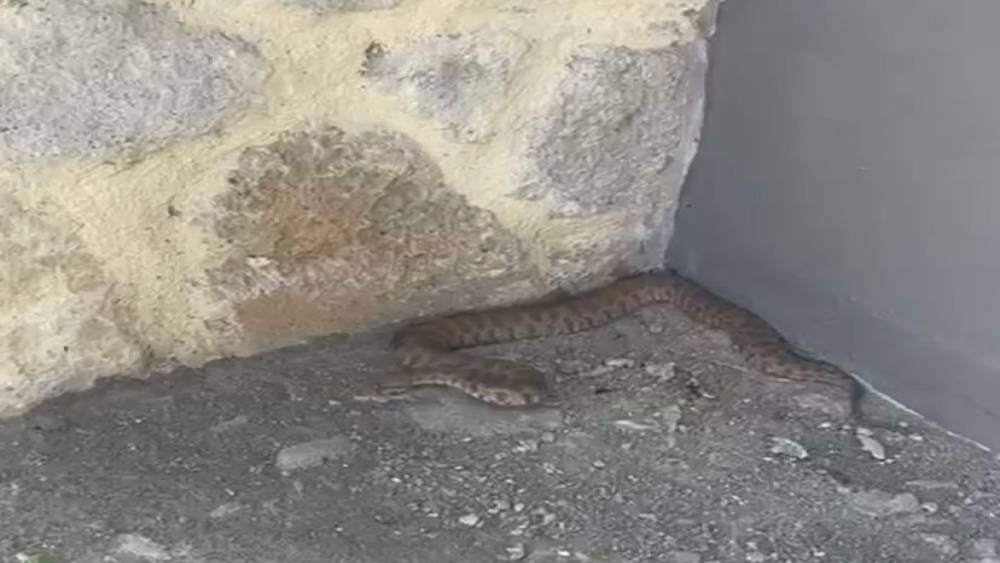 Isırığı bir insanı öldürmeye yetiyor: 2 metrelik engerek yılanı görüntülendi
