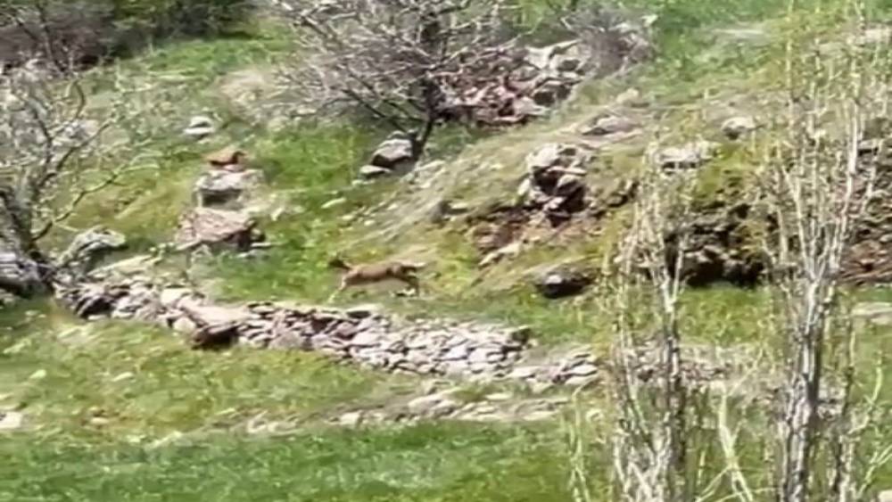 Elazığ’da dağ keçileri görüntülendi
