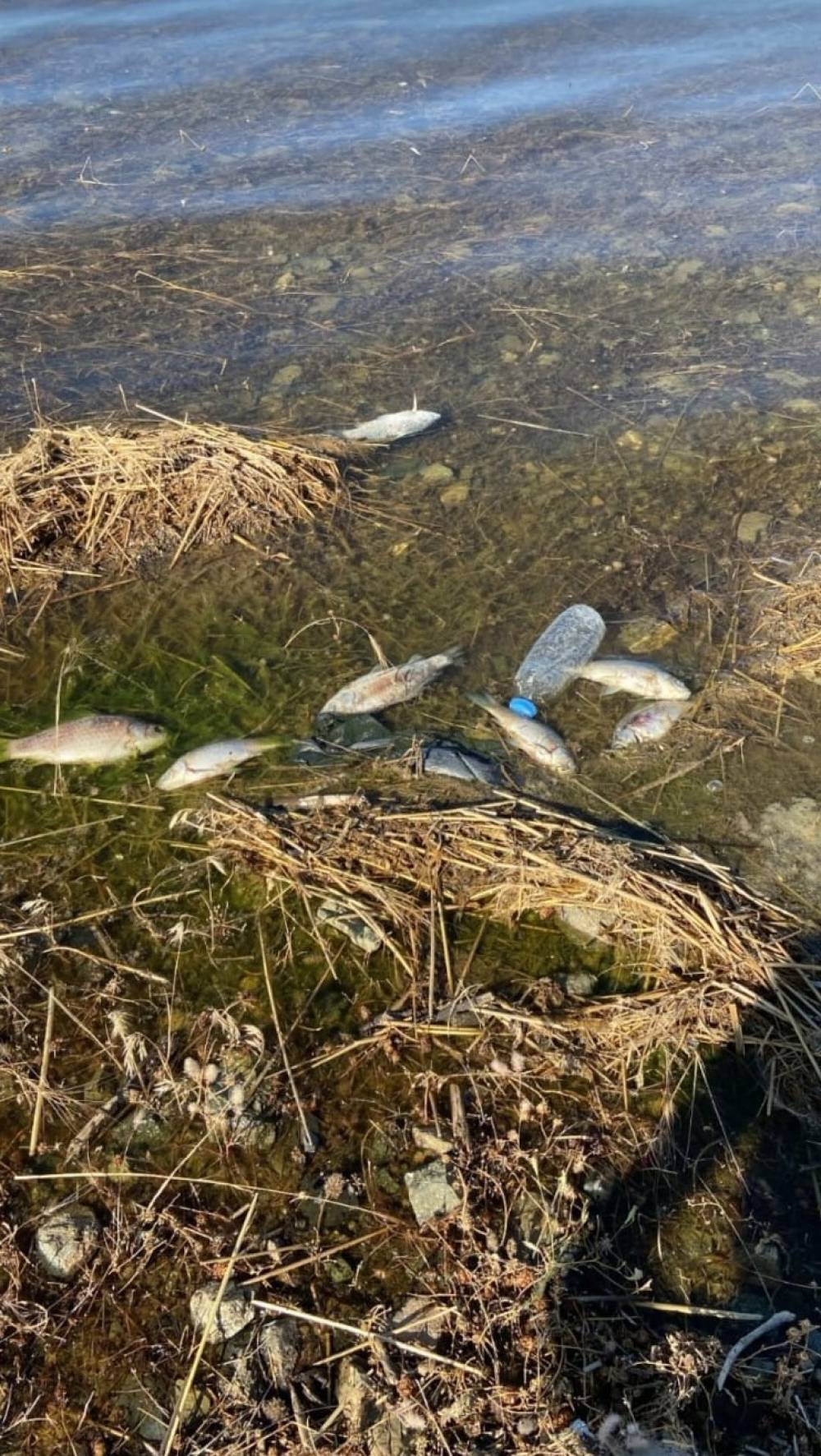 Karakaya Barajı’nda Ölen Balıklar Kıyıya Vurdu